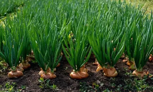 ദക്ഷിണ കൊറിയയില്‍  ഉള്ളികൃഷി ചെയ്യാന്‍ മലയാളികളുടെ തിരക്ക്; 5000ത്തിലധികം അപേക്ഷകള്‍