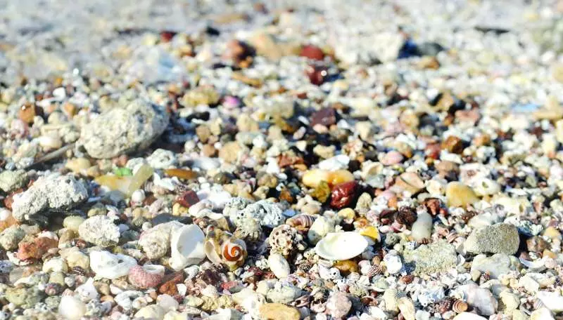 കുവൈത്ത് കടൽത്തീരത്തുനിന്ന് കക്ക പെറുക്കിയാൽ 250 ദീനാർ പിഴ