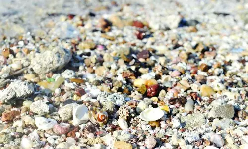 കുവൈത്ത് കടൽത്തീരത്തുനിന്ന് കക്ക പെറുക്കിയാൽ 250 ദീനാർ പിഴ