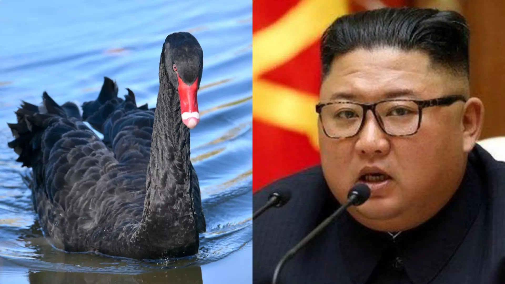 കറുത്ത അരയന്ന മാംസം കഴിക്കൂ; ഭക്ഷ്യക്ഷാമം നേരിടാന്‍ പുതിയ മാര്‍ഗം നിര്‍ദേശിച്ച് ഉത്തരകൊറിയ