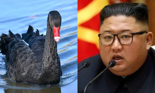 കറുത്ത അരയന്ന മാംസം കഴിക്കൂ; ഭക്ഷ്യക്ഷാമം നേരിടാന്‍ പുതിയ മാര്‍ഗം നിര്‍ദേശിച്ച് ഉത്തരകൊറിയ