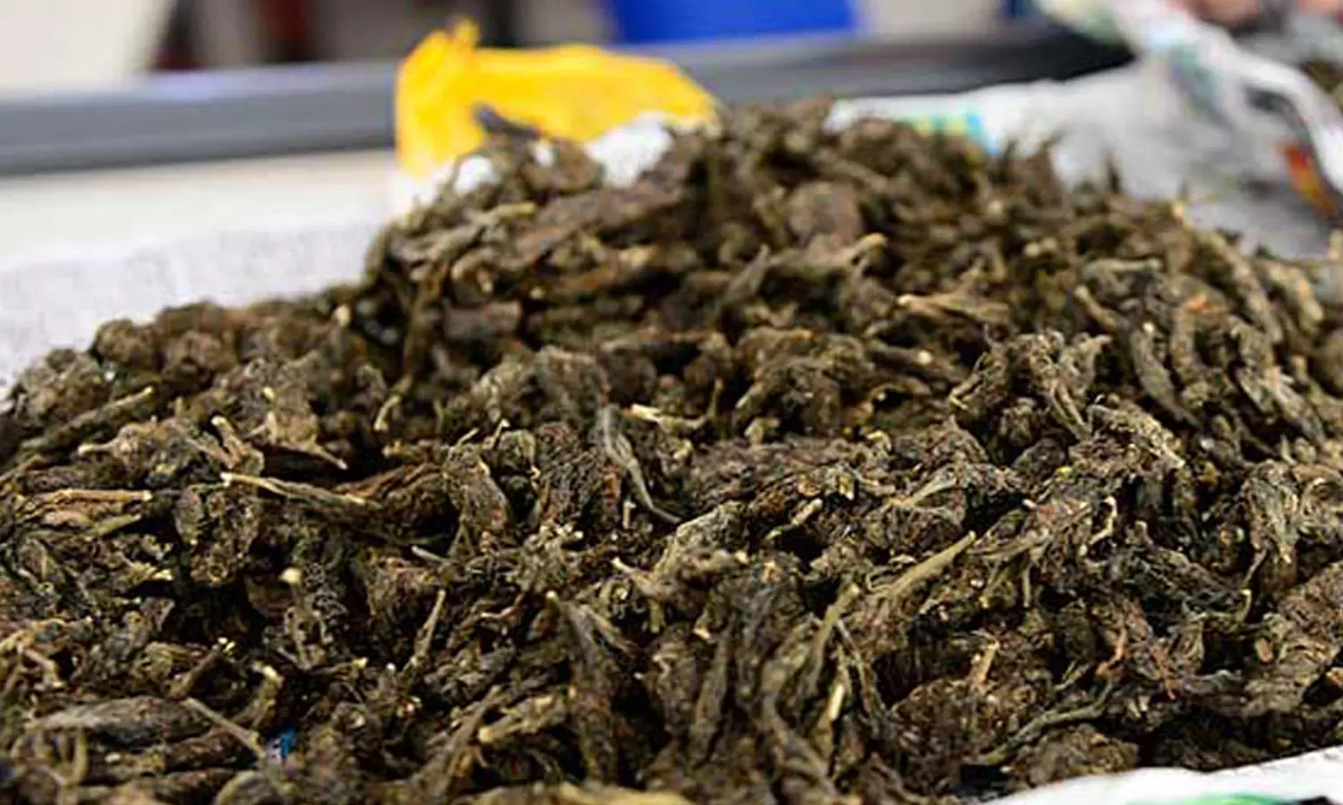 കോഴിക്കോട് കുന്ദമംഗലത്ത് മൂന്ന് കിലോ കഞ്ചാവുമായി യുവതി കസ്റ്റഡിയില് കോഴിക്കോട് കുന്ദമംഗലത്ത് മൂന്ന് കിലോ കഞ്ചാവുമായി യുവതി കസ്റ്റഡിയില്