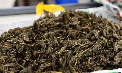 കോഴിക്കോട് കുന്ദമംഗലത്ത് മൂന്ന് കിലോ കഞ്ചാവുമായി യുവതി കസ്റ്റഡിയില്‍