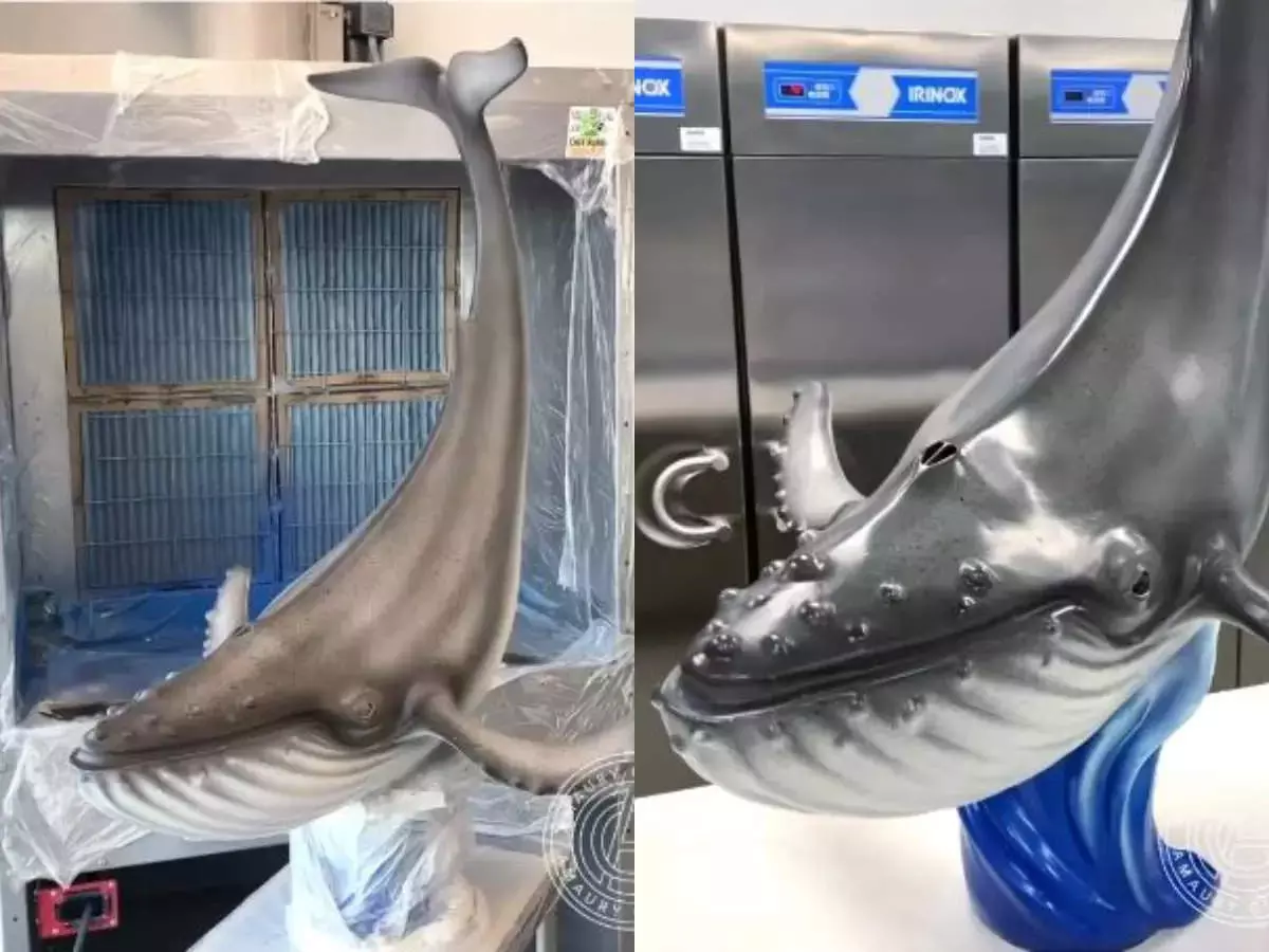 കേട്ടോ..ഗയ്സ് ഇതൊരു തിമിംഗലമല്ല! കേട്ടോ..ഗയ്സ് ഇതൊരു തിമിംഗലമല്ല!