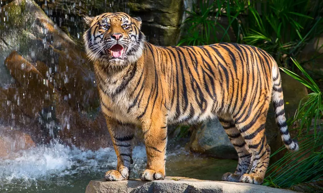 കരുവാരക്കുണ്ടിൽ ഭീതി പടർത്തിയ കടുവയെ പിടിക്കാൻ കെണിയൊരുക്കി വനംവകുപ്പ്