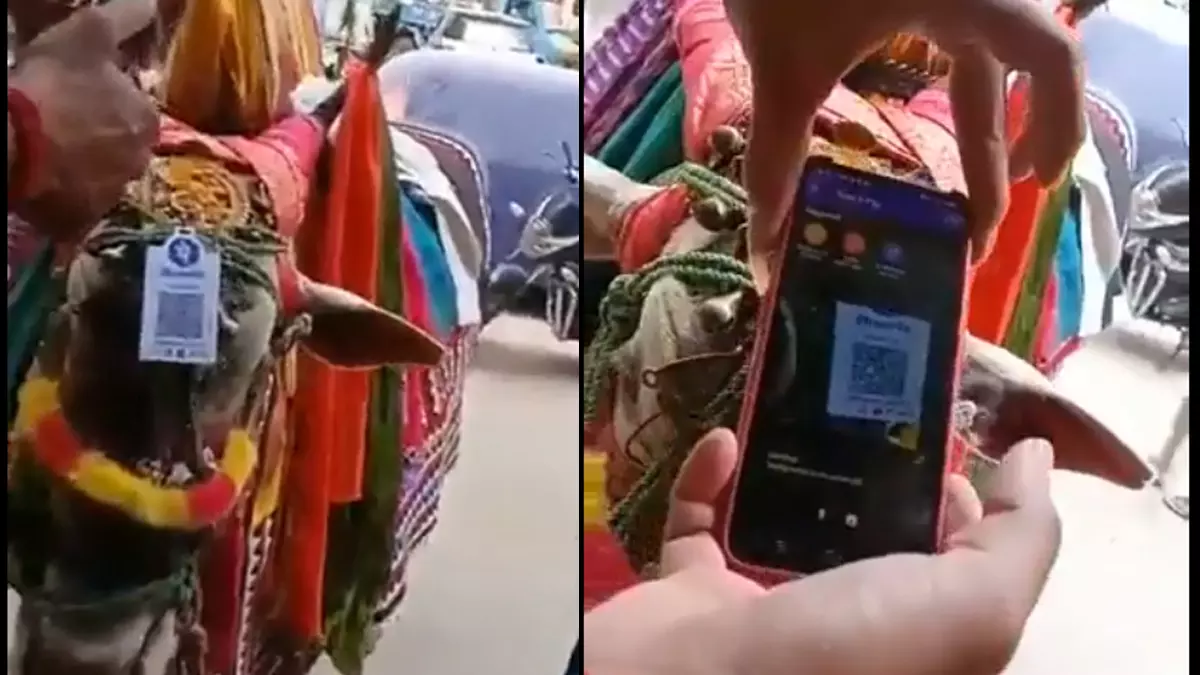 നേര്ച്ചയിടാന് കാളയുടെ തലയില് ക്യു ആര് കോഡ്; ഇതാണ് ഡിജിറ്റല് ഇന്ത്യയെന്ന് സോഷ്യല് മീഡിയ നേര്ച്ചയിടാന് കാളയുടെ തലയില് ക്യു ആര് കോഡ്; ഇതാണ് ഡിജിറ്റല് ഇന്ത്യയെന്ന് സോഷ്യല് മീഡിയ