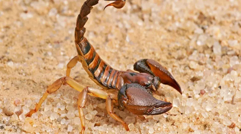 ഈജിപ്തില് തേളുകളുടെ കുത്തേറ്റ് മൂന്നു പേര് മരിച്ചു ഈജിപ്തില് തേളുകളുടെ കുത്തേറ്റ് മൂന്നു പേര് മരിച്ചു