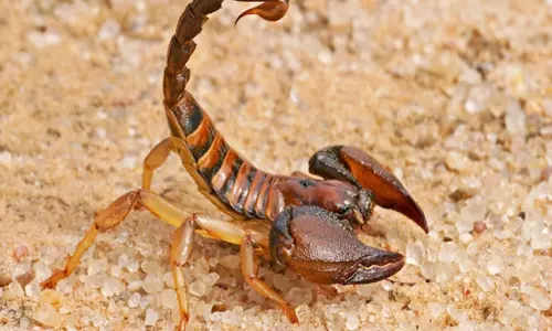 ഈജിപ്തില് തേളുകളുടെ കുത്തേറ്റ് മൂന്നു പേര് മരിച്ചു ഈജിപ്തില് തേളുകളുടെ കുത്തേറ്റ് മൂന്നു പേര് മരിച്ചു