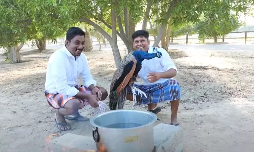 മയില്‍ വിവാദത്തില്‍ ട്വിസ്റ്റുമായി ഫിറോസ്; വിമർശങ്ങളെ വറുത്തരച്ച് കറിയാക്കി