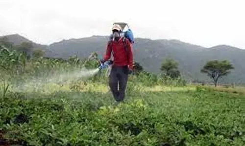 എൻഡോസൾഫാൻ ദുരിതബാധിതർക്ക് 1000 രൂപ നിരക്കിൽ ഒറ്റത്തവണ ധനസഹായം