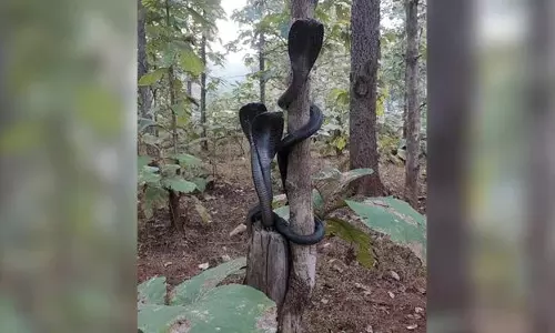 സ്മൈൽ പ്ലീസ്...! ഫണം വിടർത്തി കാമറക്ക് പോസ് ചെയ്യുന്ന മൂന്ന് മൂർഖന്മാർ; ഫോട്ടോ വൈറൽ