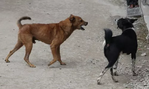 ചാപിള്ളയെ പട്ടികൾ കടിച്ചുവലിച്ചു; മധ്യപ്രദേശിലെ ആശുപത്രിക്ക് മുന്നിൽ ഞെട്ടിക്കുന്ന കാഴ്ച