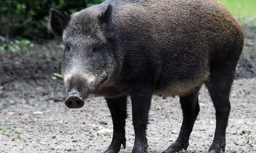 കാട്ടുപന്നികളെ  കൊല്ലാൻ അനുമതി വേണമെന്ന കേരളത്തിന്‍റെ ആവശ്യം കേന്ദ്രം തള്ളി