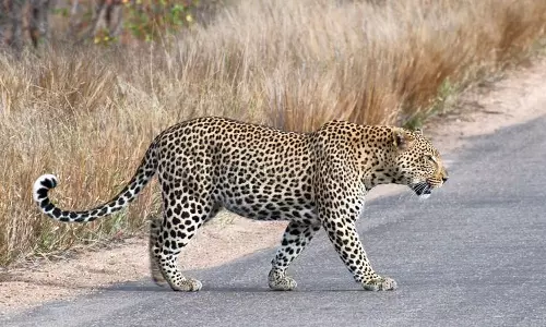 കൂട്ടുകാർക്കൊപ്പം കളിച്ചുകൊണ്ടിരുന്ന പത്തുവയസുകാരനെ പുലി കടിച്ചുകൊന്നു