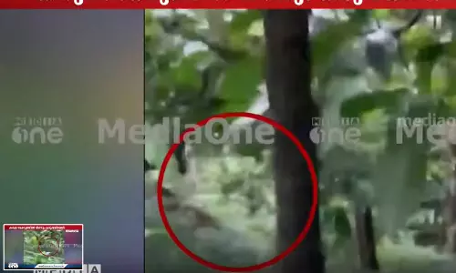 മലപ്പുറം കരുവാരക്കുണ്ടിൽ വീണ്ടും കടുവ സാന്നിധ്യം; കാട്ടുപന്നിയെ ആക്രമിച്ചു കൊന്നു