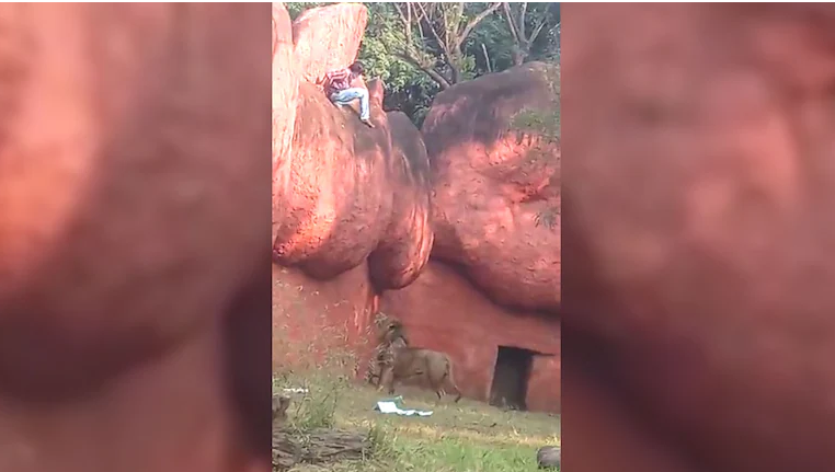 സിംഹത്തിന്‍റെ മുന്നില്‍ കുടുങ്ങി; ഒടുവില്‍ യുവാവിന്‍റെ അത്ഭുതകരമായ രക്ഷപ്പെടല്‍