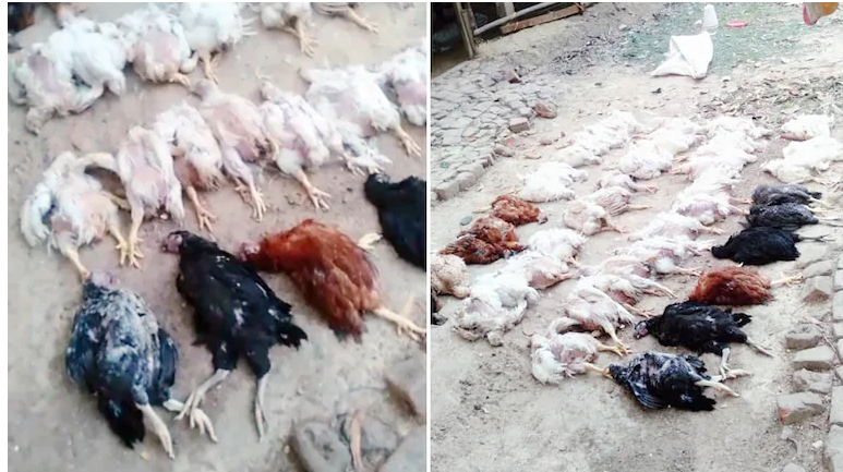 ഉച്ചത്തിലുള്ള ഡിജെ സംഗീതം മൂലം 63 കോഴികള്‍ ഹൃദയാഘാതം വന്നു ചത്തു; വിചിത്ര പരാതിയുമായി പൗൾട്രി ഫാം ഉടമ