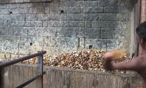 ലേലത്തിന് ആളില്ല; സന്നിധാനത്തെ നാളികേര സംഭരണവും സംസ്കരണവും പ്രതിസന്ധിയില്‍