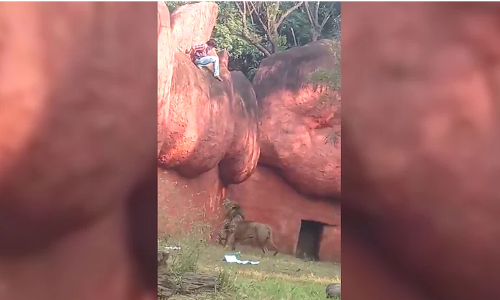 സിംഹത്തിന്‍റെ മുന്നില്‍ കുടുങ്ങി; ഒടുവില്‍ യുവാവിന്‍റെ അത്ഭുതകരമായ രക്ഷപ്പെടല്‍
