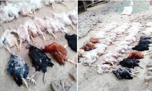 ഉച്ചത്തിലുള്ള ഡിജെ സംഗീതം മൂലം 63 കോഴികള്‍ ഹൃദയാഘാതം വന്നു ചത്തു; വിചിത്ര പരാതിയുമായി പൗൾട്രി ഫാം ഉടമ