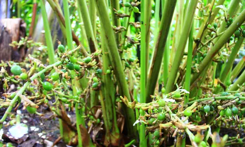 ഇവിടെ ഏലം വിളയണമെങ്കില് കാട്ടാനകളെ തുരത്തണം; പൊറുതിമുട്ടി കര്ഷകര് ഇവിടെ ഏലം വിളയണമെങ്കില് കാട്ടാനകളെ തുരത്തണം; പൊറുതിമുട്ടി കര്ഷകര്