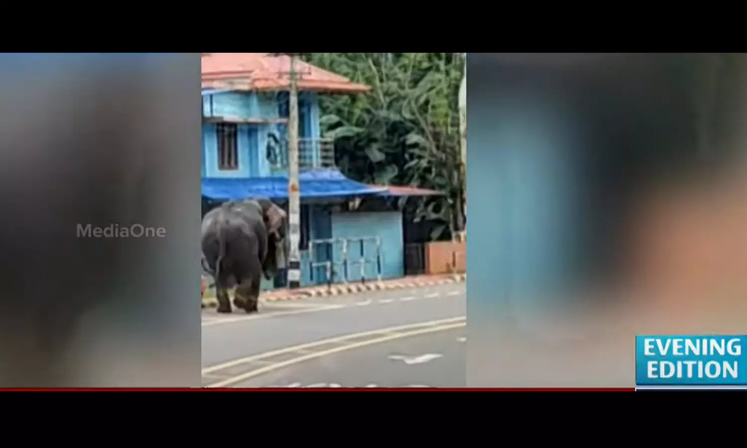 ആന വിരണ്ടു; ആയൂർ-കൊട്ടാരക്കര എം.സി റോഡിൽ ഗതാഗത കുരുക്ക് ആന വിരണ്ടു; ആയൂർ-കൊട്ടാരക്കര എം.സി റോഡിൽ ഗതാഗത കുരുക്ക്