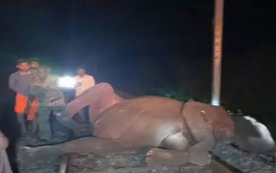 കോയമ്പത്തൂരില്‍ ട്രെയിനിടിച്ച് മൂന്ന് കാട്ടാനകൾ ചരിഞ്ഞു