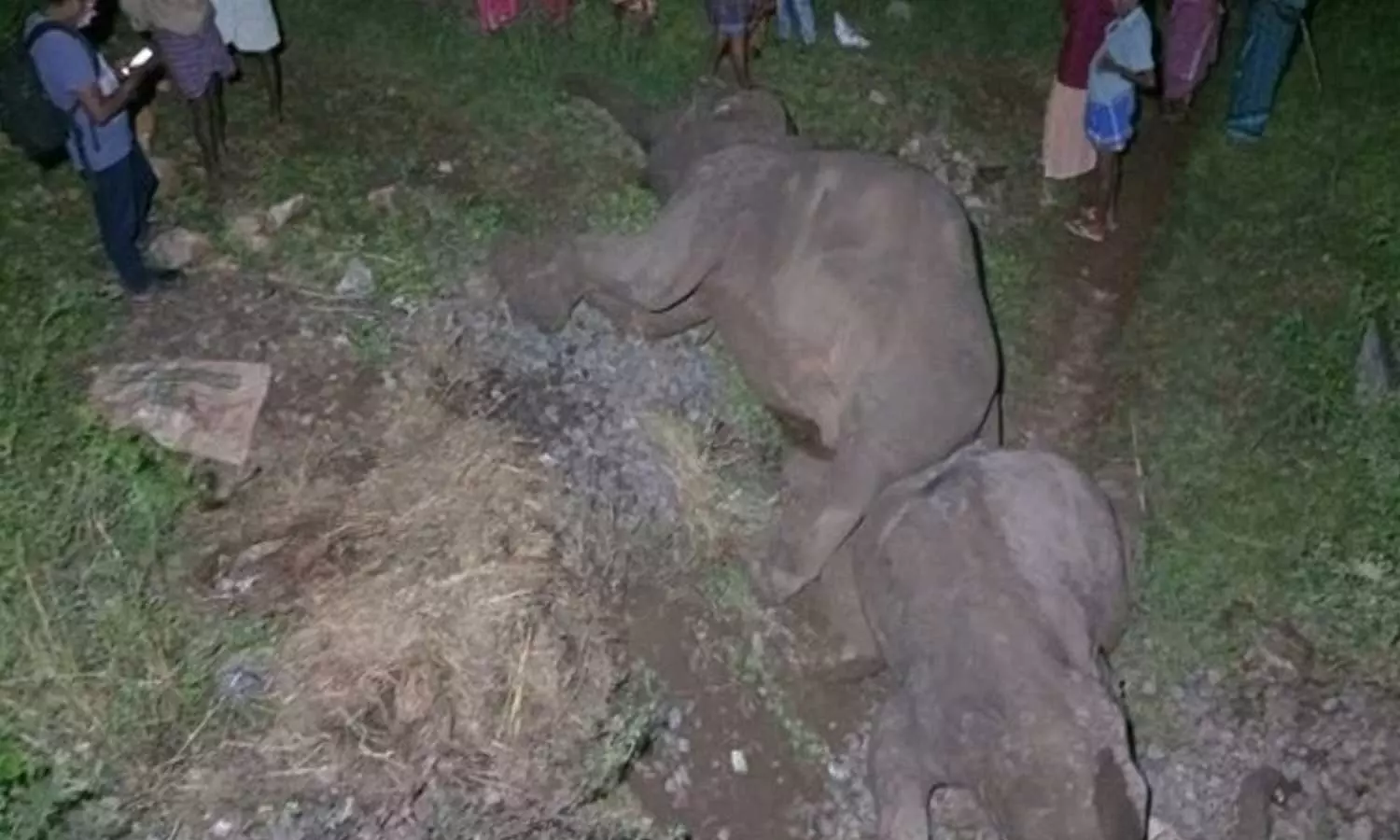 കോയമ്പത്തൂർ നവക്കരയിൽ ട്രെയിനിടിച്ച് മൂന്ന് കാട്ടാനകൾ ചരിഞ്ഞു കോയമ്പത്തൂർ നവക്കരയിൽ ട്രെയിനിടിച്ച് മൂന്ന് കാട്ടാനകൾ ചരിഞ്ഞു