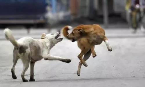 കോട്ടയം ജില്ലയിൽ തെരുവുനായയുടെ ആക്രമണത്തിന് ഇരയാകുന്നത് നിരവധി പേർ; നടപടിയെടുക്കാതെ അധികൃതർ