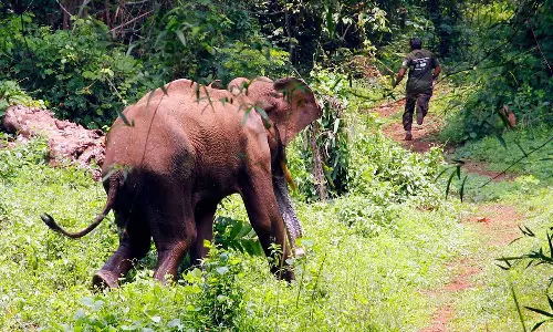 ജീവന് ഭീഷണിയായി കാട്ടാനകൾ; വരന്തരപിള്ളിയിൽ കൊല്ലപ്പെട്ടത് നാലുപേർ