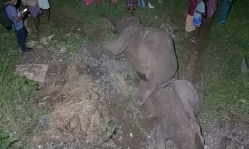 കോയമ്പത്തൂർ നവക്കരയിൽ ട്രെയിനിടിച്ച് മൂന്ന് കാട്ടാനകൾ ചരിഞ്ഞു കോയമ്പത്തൂർ നവക്കരയിൽ ട്രെയിനിടിച്ച് മൂന്ന് കാട്ടാനകൾ ചരിഞ്ഞു