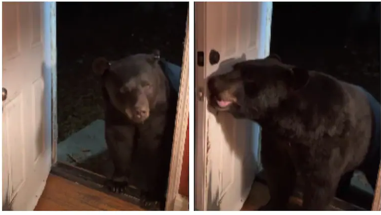 കരടിയോട് വാതില്‍ അടയ്ക്കാന്‍ ആവശ്യപ്പെട്ട് യുവതി; പിന്നീട് സംഭവിച്ചത്!