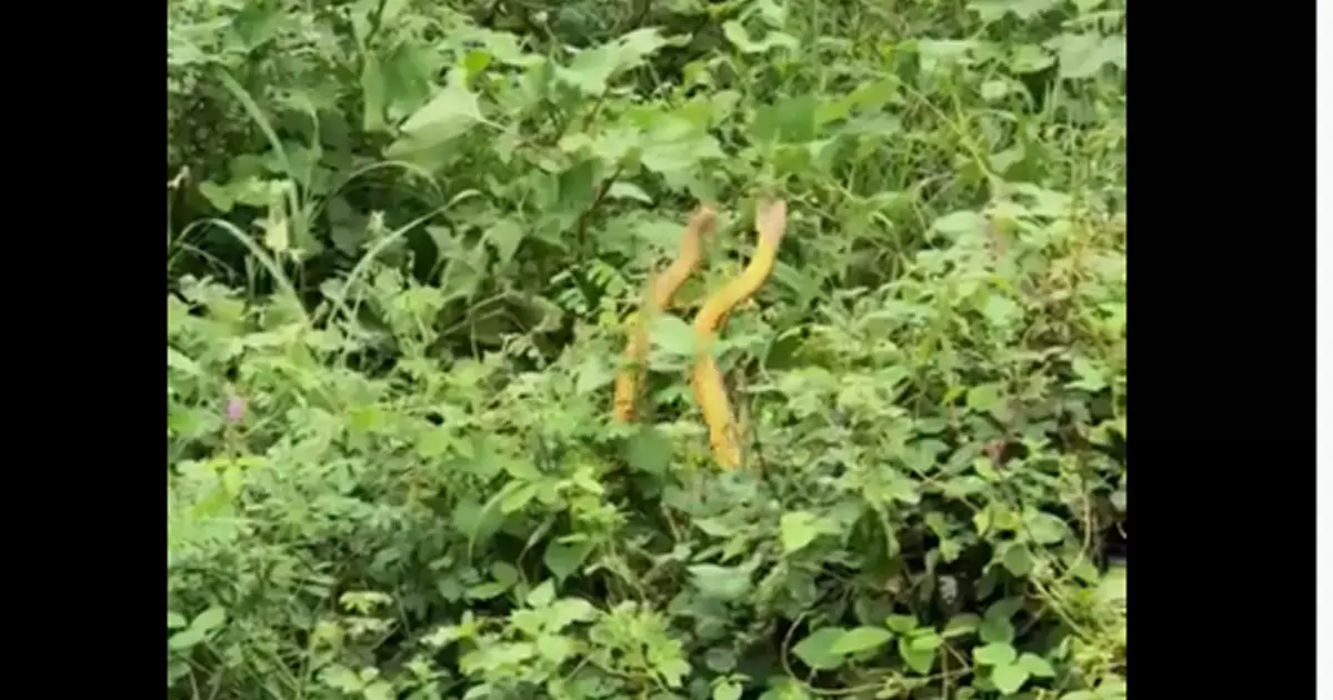 ഡാന്‍സ് മാസ്റ്റര്‍ വിക്രം ഏലിയാസിനെപ്പോലല്ല, സ്റ്റെപ്പുകള്‍ ഒരുപാടുണ്ട്; വൈറലായി പാമ്പുകളുടെ നൃത്തം