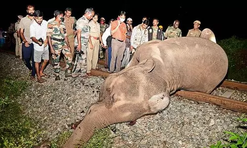 റെയിൽ ക്രോസ് ചെയ്യുന്നതിനിടെ ട്രെയിനിടിച്ച് അമ്മയാനയ്ക്കും കുഞ്ഞുങ്ങൾക്കും ദാരുണാന്ത്യം