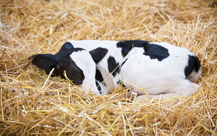 ഇടുക്കിയില്‍ പശുക്കിടാവിന്‍റെ നട്ടെല്ല് തല്ലിത്തകര്‍ത്തു