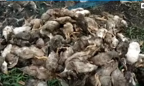 ആലപ്പുഴയിൽ താറാവുകൾ കൂട്ടത്തോടെ ചത്തു; പക്ഷിപ്പനി മൂലമെന്ന് സംശയം