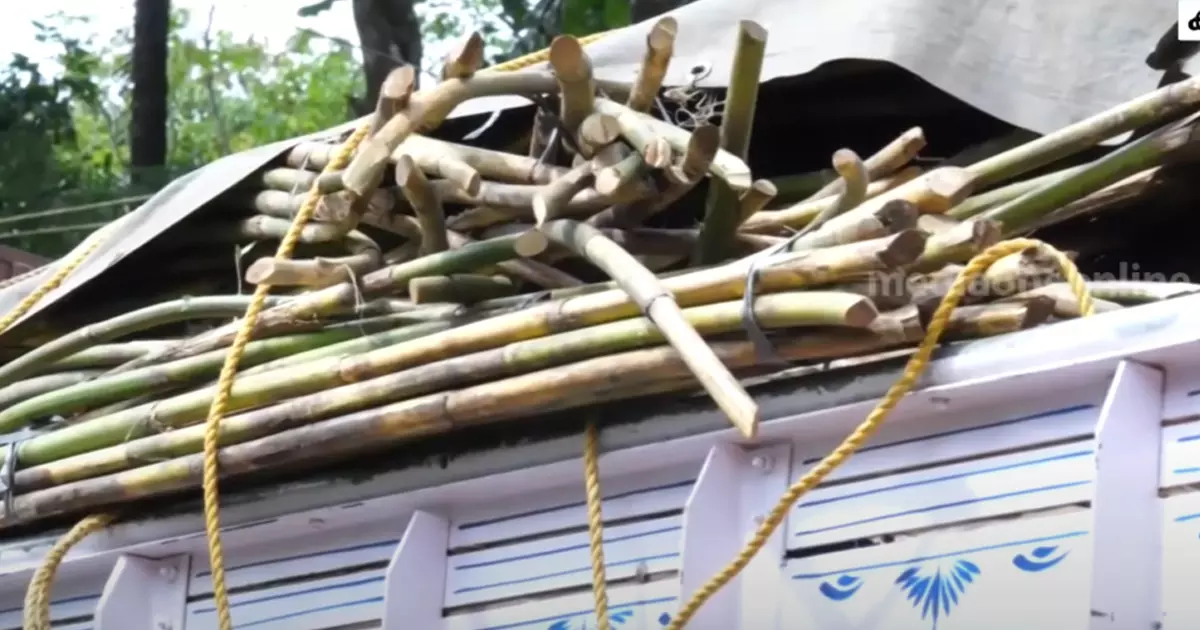 ആറളം ഫാമിൽ നിന്നും ലോഡ് കണക്കിന് ചൂരലുകൾ മുറിച്ചു മാറ്റുന്നു ആറളം ഫാമിൽ നിന്നും ലോഡ് കണക്കിന് ചൂരലുകൾ മുറിച്ചു മാറ്റുന്നു