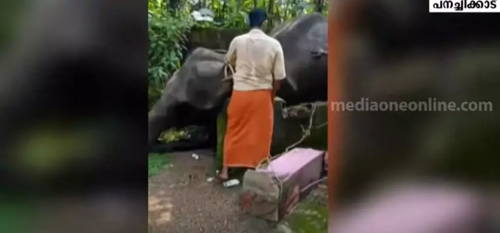 കോട്ടയം പരുന്തുംപാറയിൽ ഇടഞ്ഞ ആന കിണറ്റിൽ വീണു