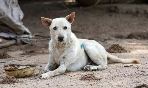 മകനെ കടിച്ച നായയുടെ കാലുകള്‍ വെട്ടിമാറ്റി; യുവാവിനെതിരെ കേസ്