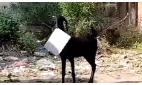 ഓഫിസ് ഫയലുമായി ആട് ഇറങ്ങിയോടി; പിറകെ ഉദ്യോഗസ്ഥനും, വിഡിയോ കാണാം... ഓഫിസ് ഫയലുമായി ആട് ഇറങ്ങിയോടി; പിറകെ ഉദ്യോഗസ്ഥനും, വിഡിയോ കാണാം...