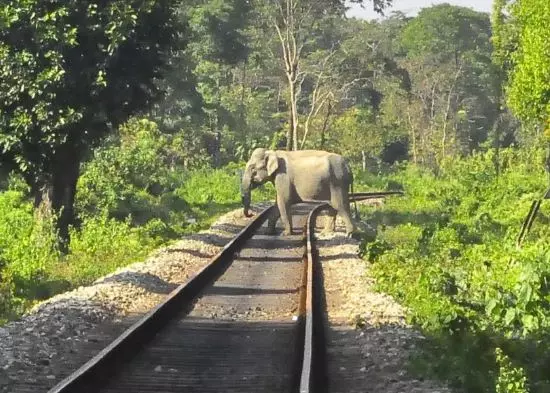 കാട്ടാനകൾ റെയിൽവെ ട്രാക്കിൽ ഇറങ്ങുന്നത് തടയാൻ കർശന നടപടികൾ
