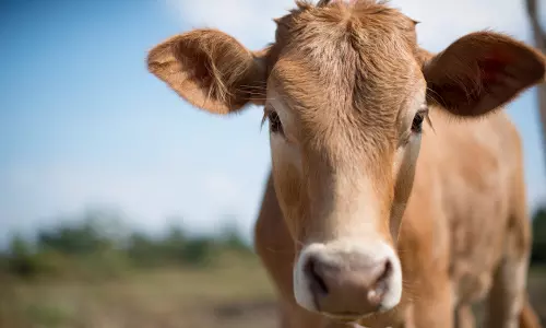 പശു സ്വര്‍ണ മാല വിഴുങ്ങി, സര്‍ജറിയിലൂടെ പുറത്തെടുത്തപ്പോള്‍ ഭാരം കുറവ്