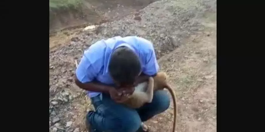 കൃത്രിമശ്വാസം നൽകി കുരങ്ങിനെ മരണത്തിൽ നിന്ന് രക്ഷിച്ച് കാർ ഡ്രൈവർ, വീഡിയോ സോഷ്യൽ മീഡിയയിൽ വൈറൽ കൃത്രിമശ്വാസം നൽകി കുരങ്ങിനെ മരണത്തിൽ നിന്ന് രക്ഷിച്ച് കാർ ഡ്രൈവർ, വീഡിയോ സോഷ്യൽ മീഡിയയിൽ വൈറൽ