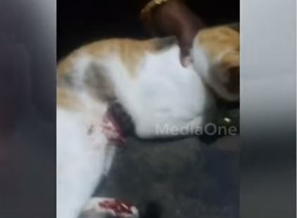 വളർത്തുപൂച്ചയെ അയൽവാസി വെടിവച്ചു കൊല്ലാൻ ശ്രമിച്ചതായി പരാതി