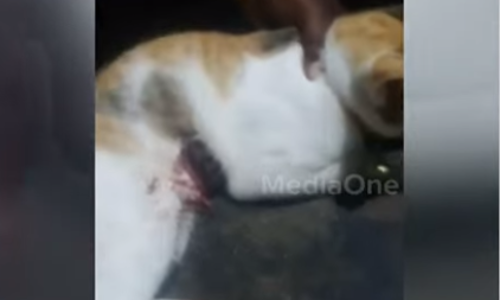 വളർത്തുപൂച്ചയെ അയൽവാസി വെടിവച്ചു കൊല്ലാൻ ശ്രമിച്ചതായി പരാതി