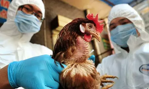 കോട്ടയത്ത് മൂന്നിടങ്ങളിൽ പക്ഷിപ്പനി സ്ഥിരീകരിച്ചു