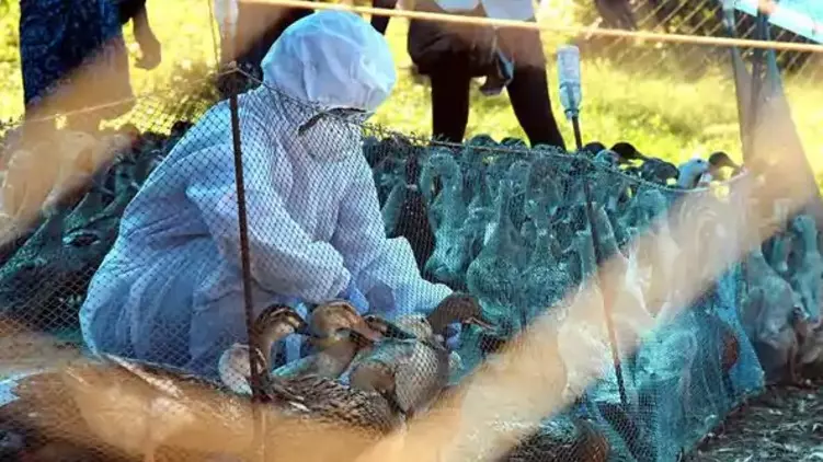 പക്ഷിപ്പനി; കോട്ടയത്തും ആലപ്പുഴയിലും ജാഗ്രത, പക്ഷികളെ ഇന്ന് കൊന്നു തുടങ്ങും പക്ഷിപ്പനി; കോട്ടയത്തും ആലപ്പുഴയിലും ജാഗ്രത, പക്ഷികളെ ഇന്ന് കൊന്നു തുടങ്ങും