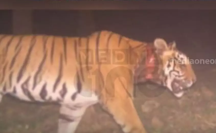 കുറുക്കൻമൂലയെ ഭീതിയിലാഴ്ത്തിയ കടുവയുടെ ദൃശ്യങ്ങള് പുറത്ത് കുറുക്കൻമൂലയെ ഭീതിയിലാഴ്ത്തിയ കടുവയുടെ ദൃശ്യങ്ങള് പുറത്ത്