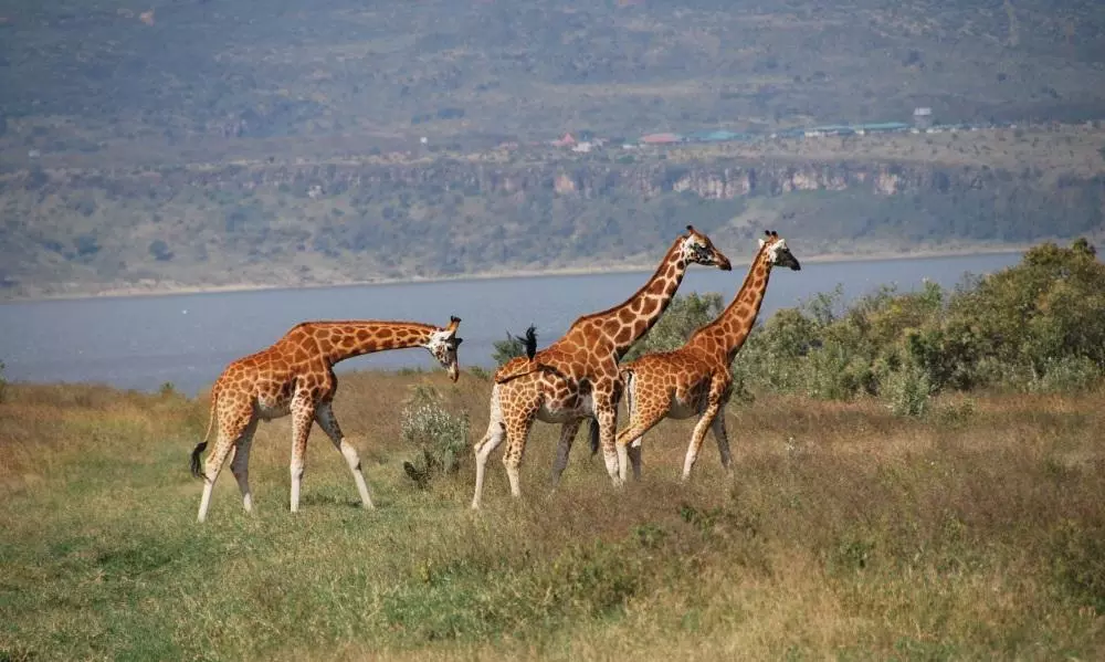 വെള്ളം കിട്ടാതെ ചത്തുവീഴുന്ന മൃഗങ്ങള്‍, വരള്‍ച്ച 4,000 മൃഗങ്ങളെ കൊല്ലുമെന്ന് മുന്നറിയിപ്പ്; ഹൃദയം പൊള്ളിക്കുന്ന കെനിയയിലെ കണ്ണീര്‍ക്കാഴ്ചകള്‍