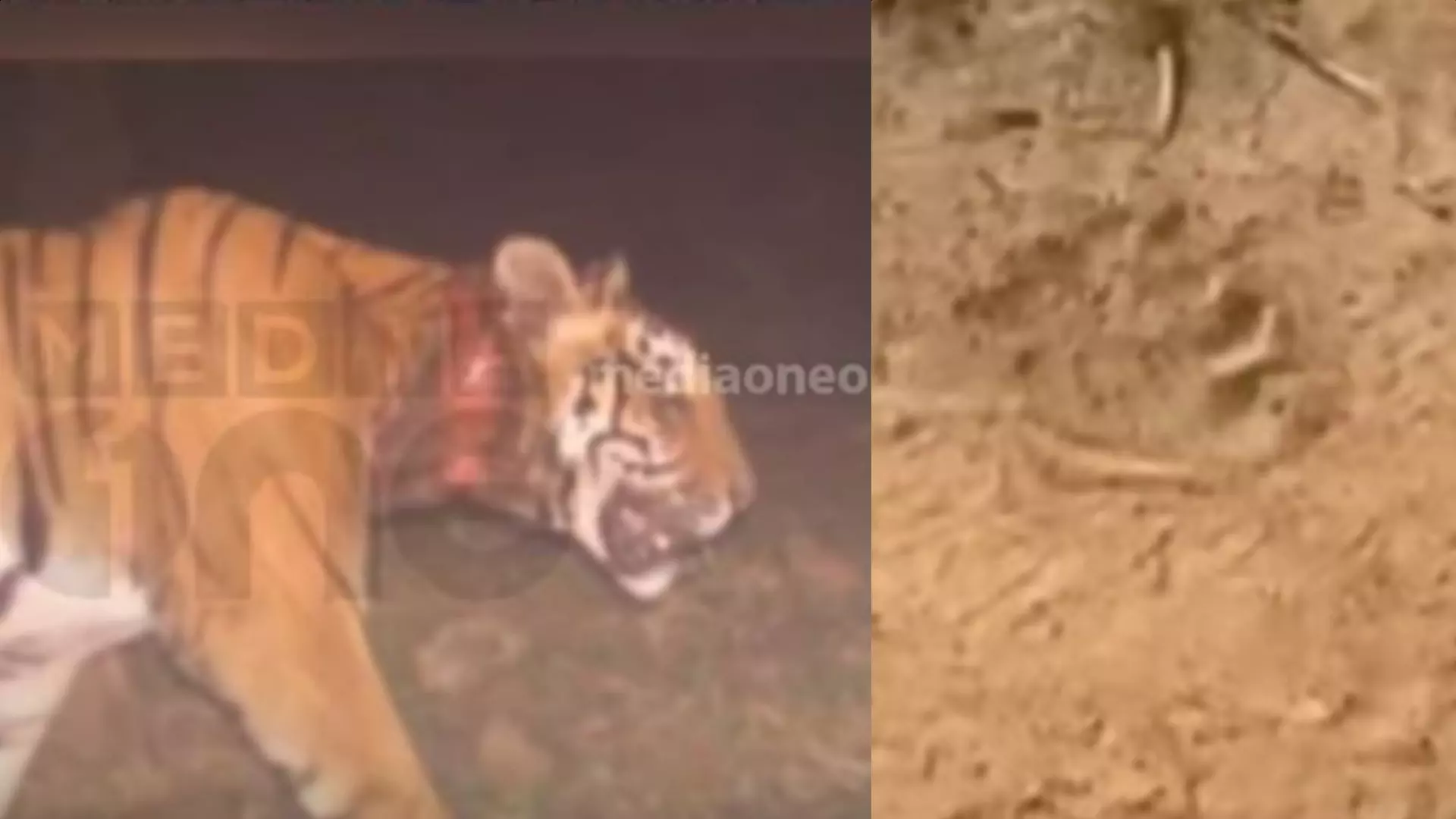 കുറുക്കന്മൂലയില് വീണ്ടും കടുവയുടെ ആക്രമണം; ഒരാടിനെ കൂടെ കടുവ കൊന്നു കുറുക്കന്മൂലയില് വീണ്ടും കടുവയുടെ ആക്രമണം; ഒരാടിനെ കൂടെ കടുവ കൊന്നു